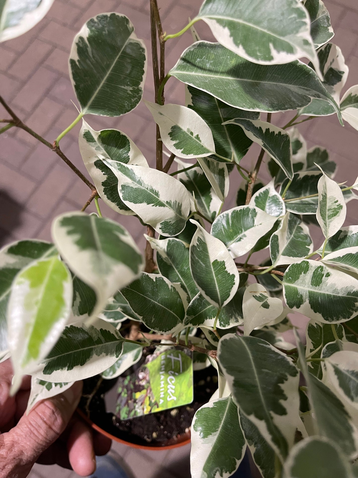 Ficus Benjamina 6 “ growing pot (assorted color green/light green/white and green
