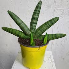 Starfish sensevaria 4”