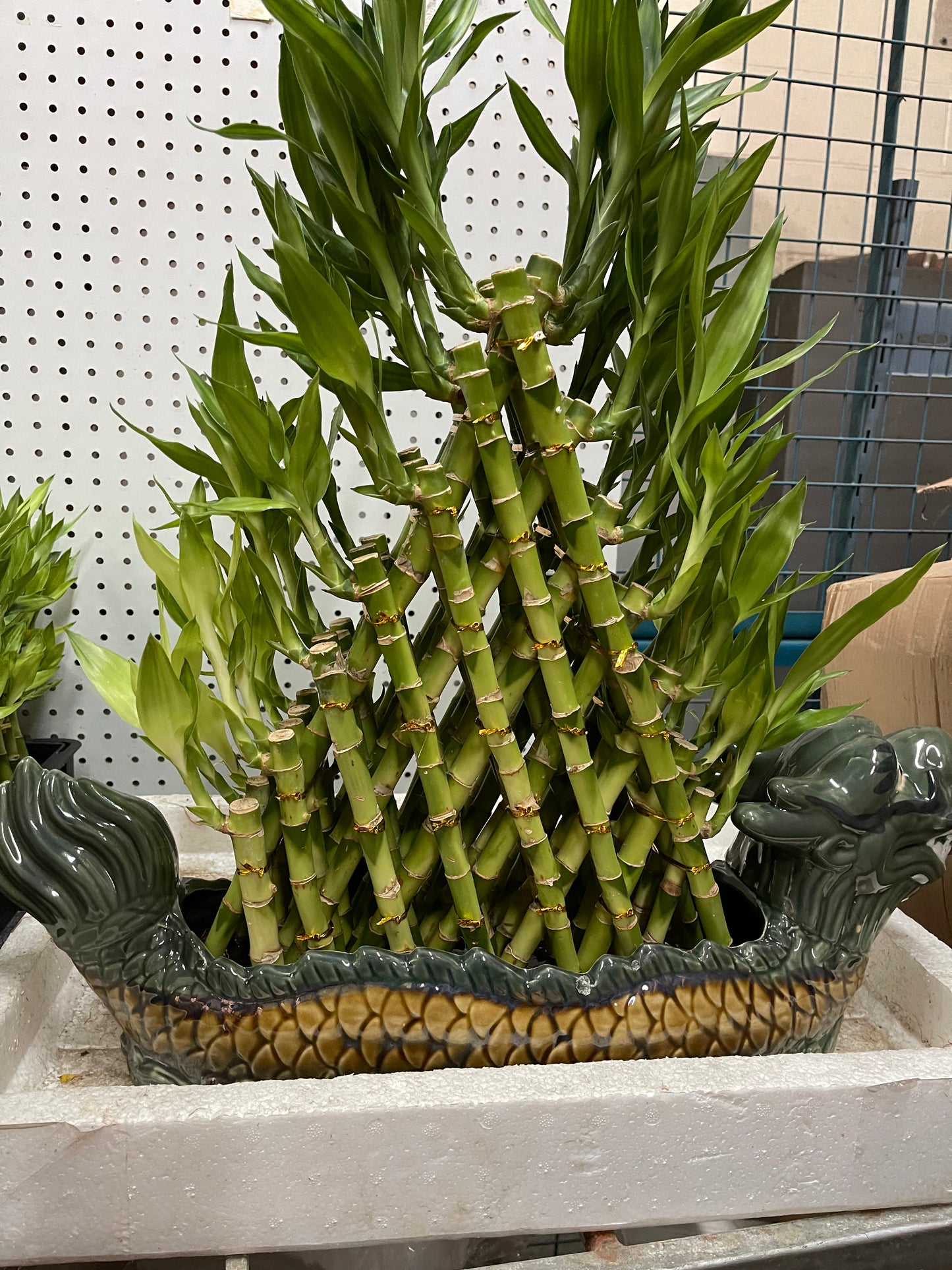 7 /5 layer pyramid lucky bamboo(Dragon pot)