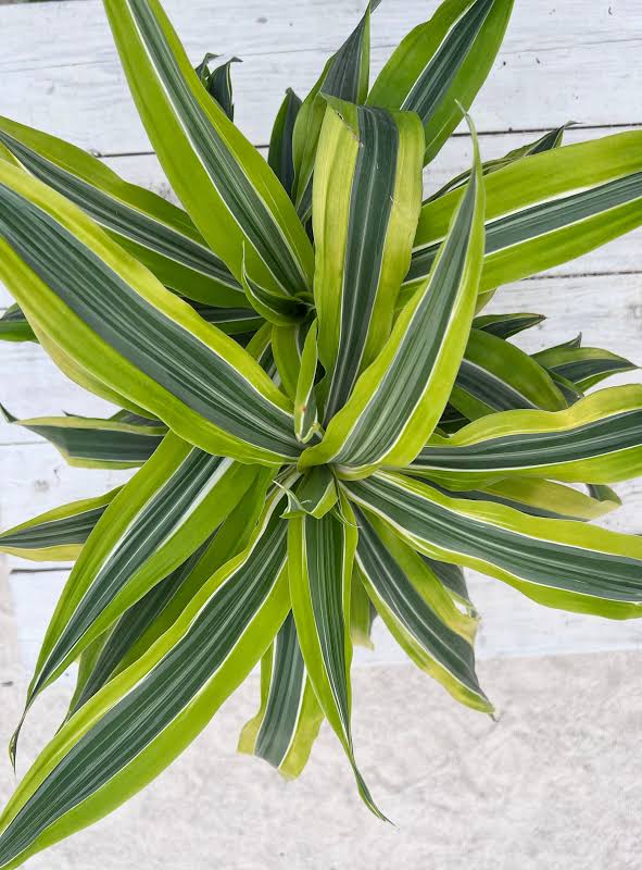 Dracaena Lemon Lime