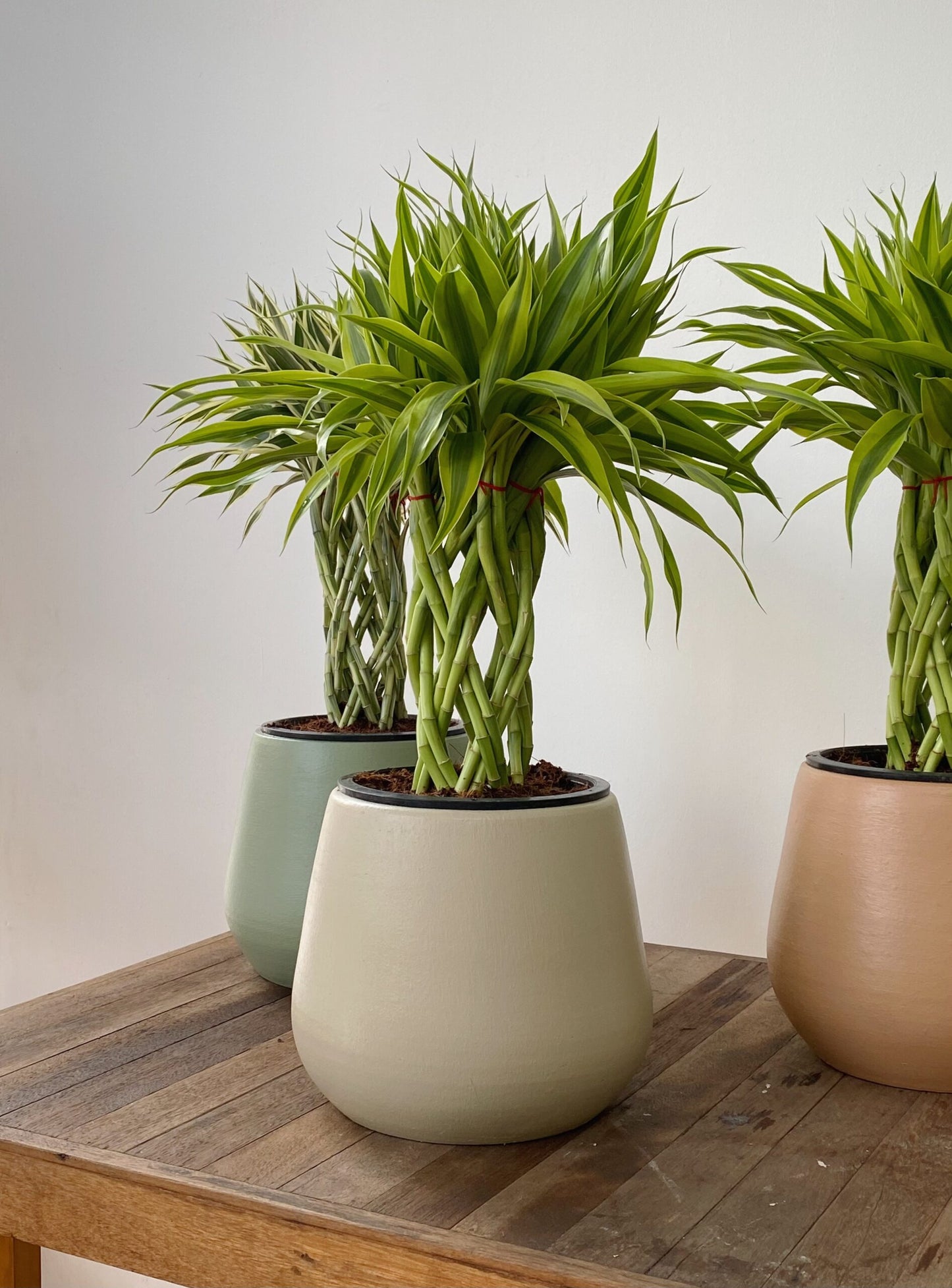 Braided bamboo (3–4feet) pot not included