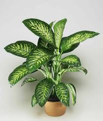 dieffenbachia (growing pot