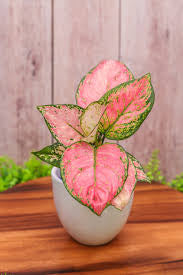 Algaonema  pink (planter not included)
