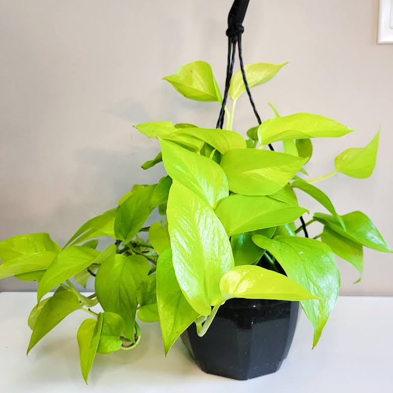 Neon Pothos (pot not included)