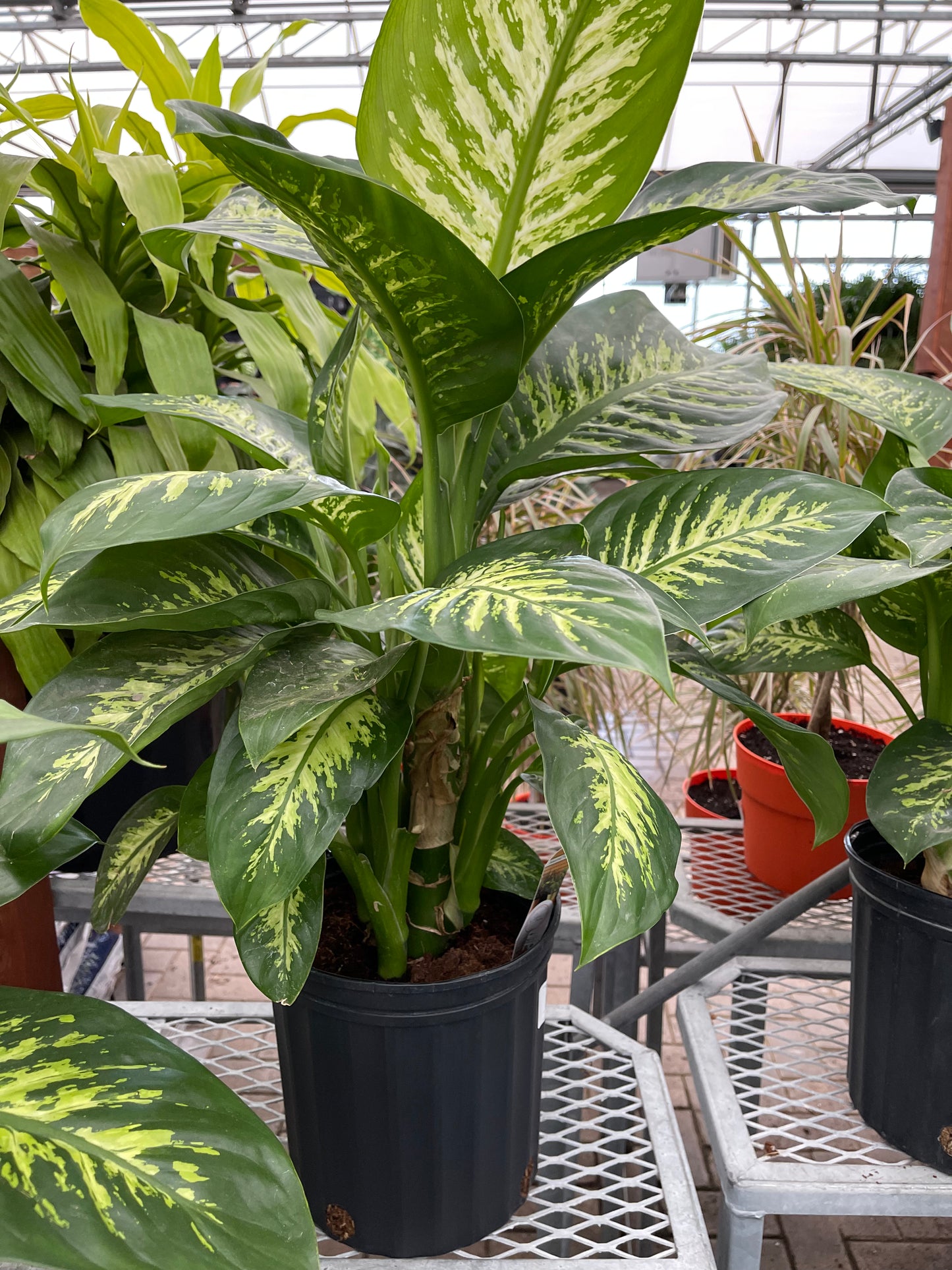 dieffenbachia (growing pot