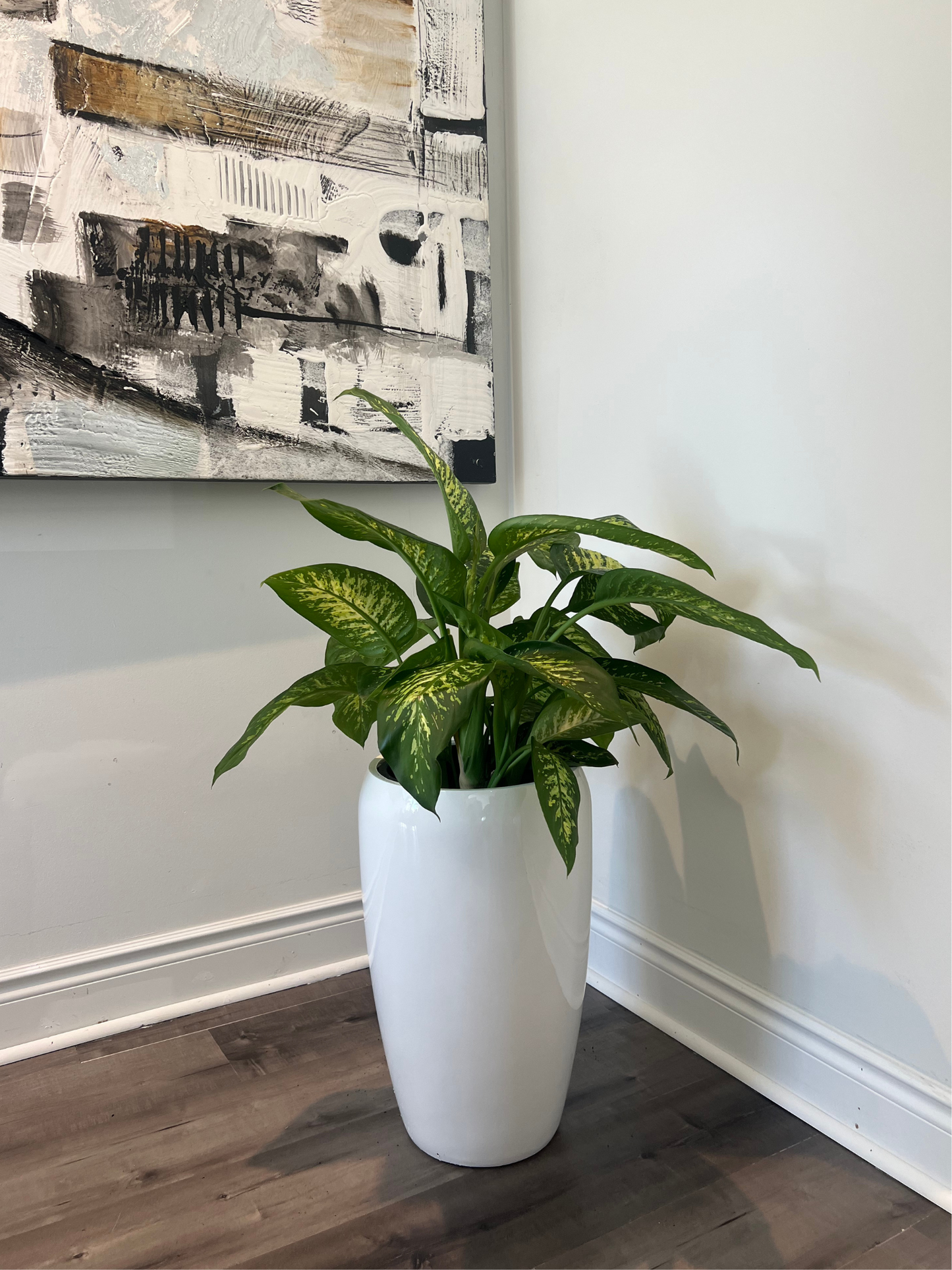 dieffenbachia (growing pot