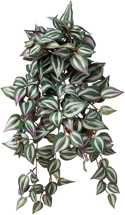 Tradescantia