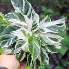 Calathea white fusion 6” pot