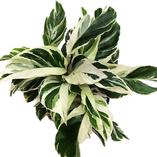 Calathea white fusion 6” pot