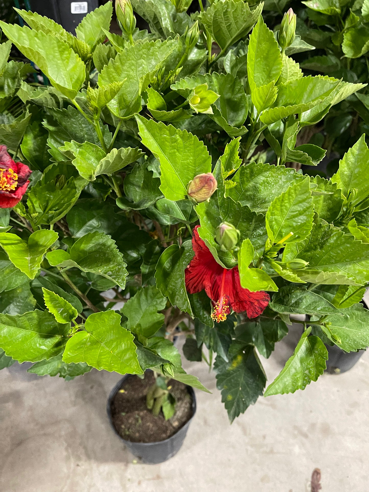 Hibiscus 10”assorted color