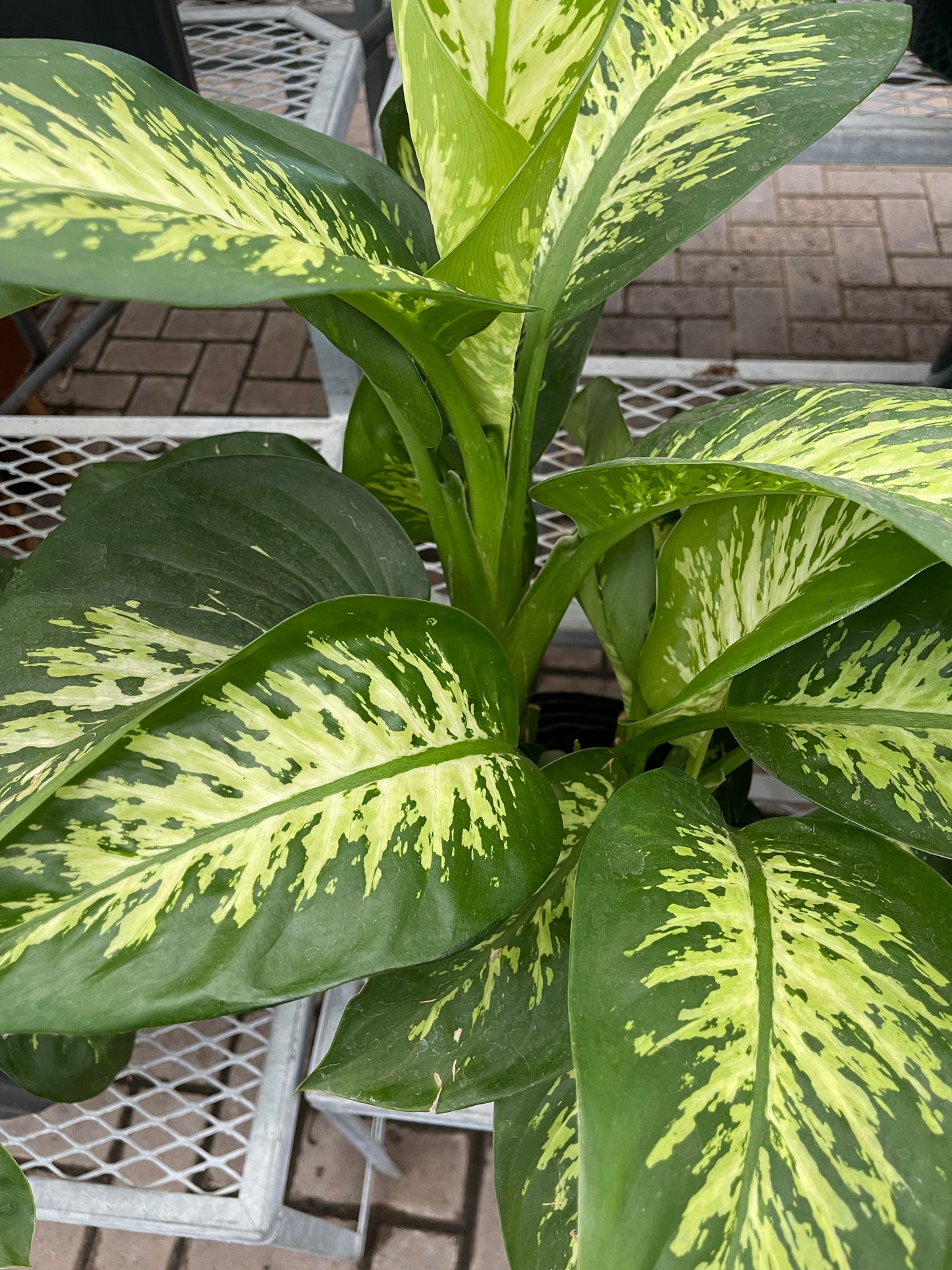dieffenbachia (growing pot
