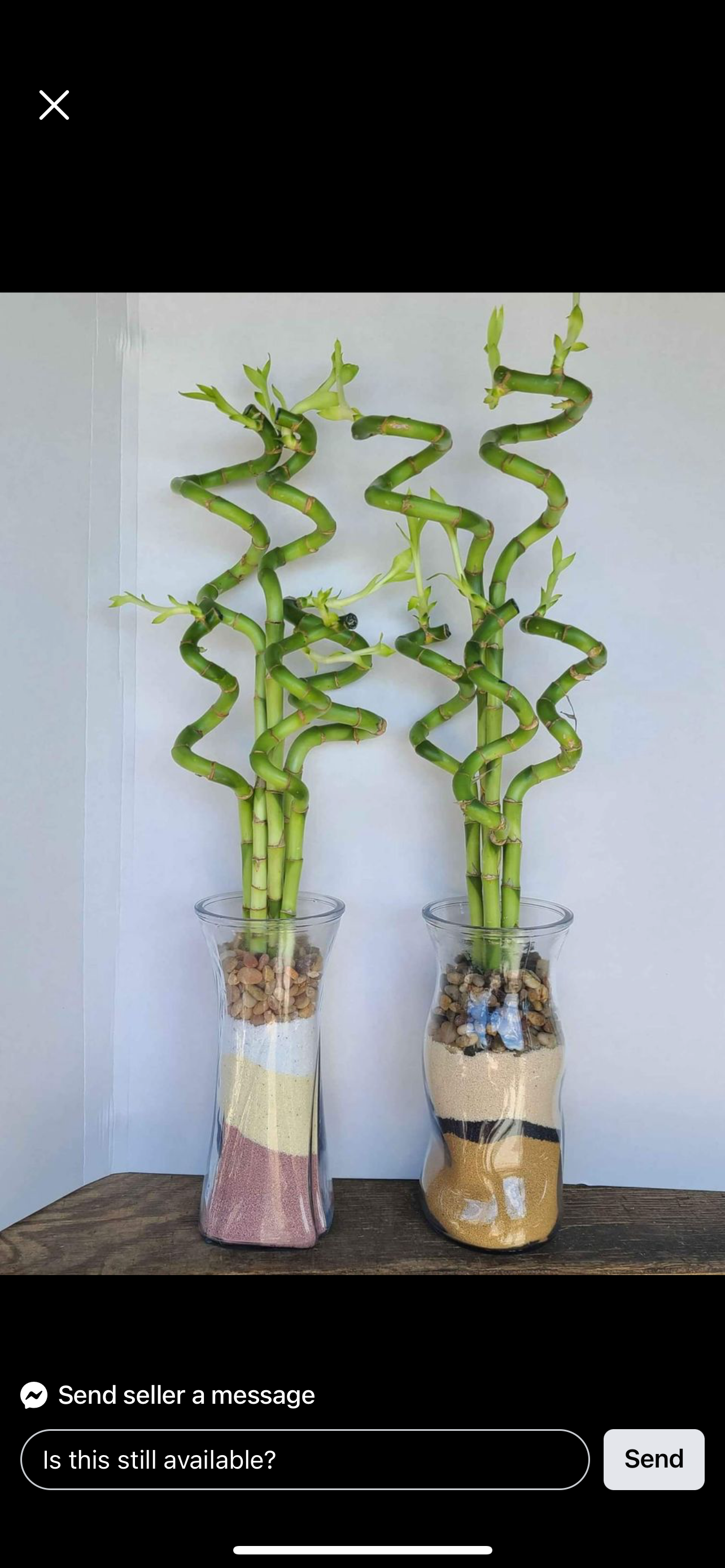 18 “Spiral lucky bamboo (bundle of 3)
