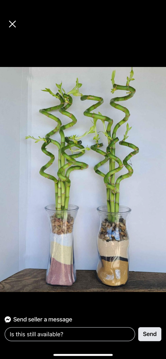18 “Spiral lucky bamboo (bundle of 3)
