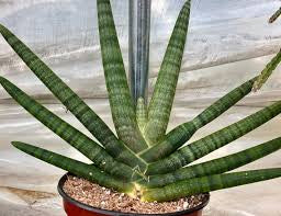 Sanseveria Starfish 10" Grower Pot