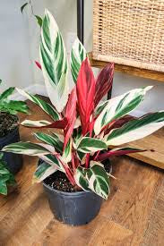 Stromanthe Triostar (pot not included) ceramic pot $9—$50 extra (optional) white/black/grey