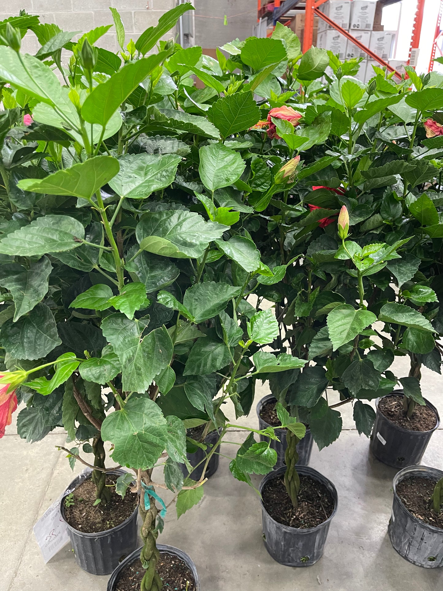 Hibiscus 10”assorted color