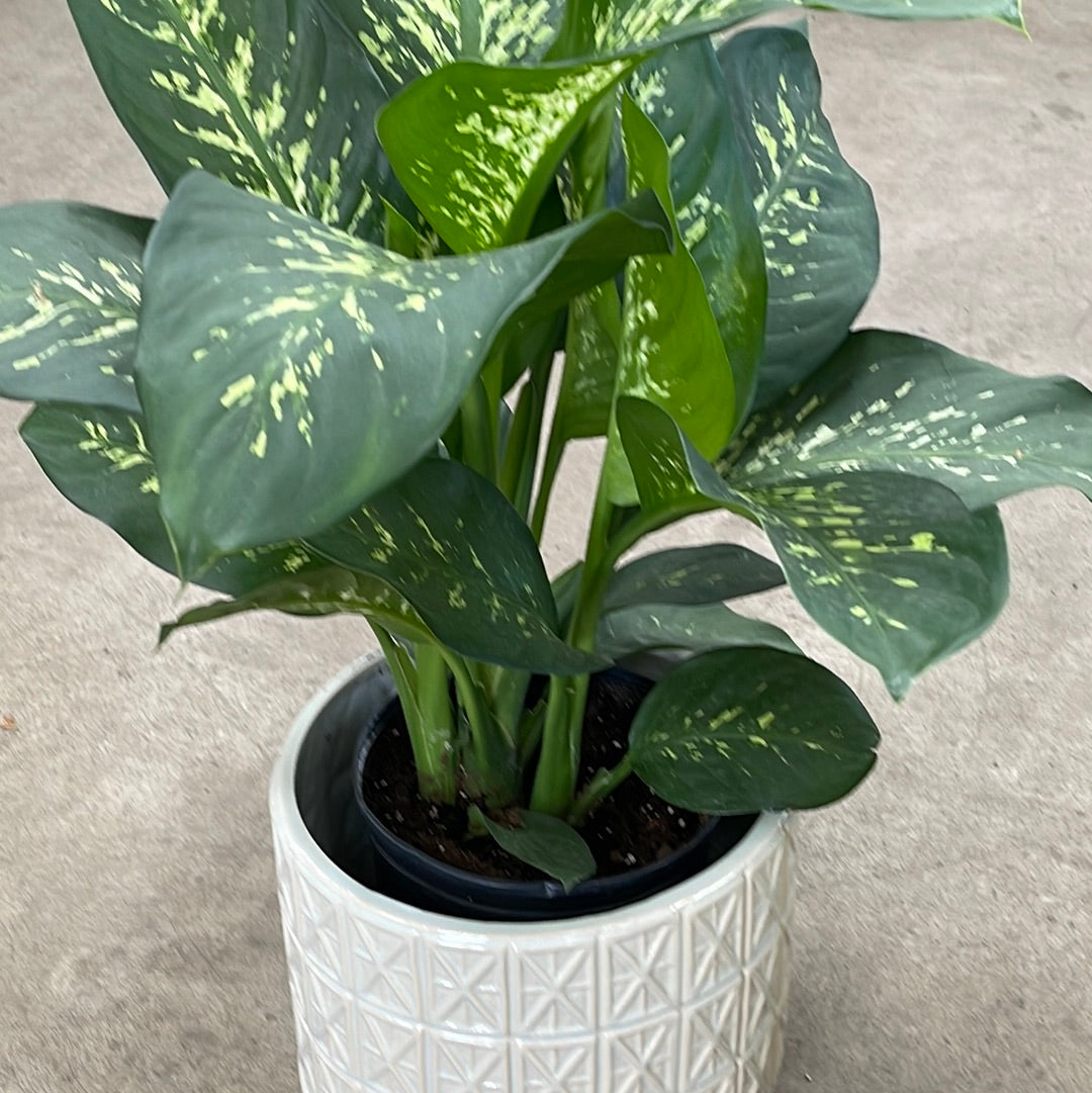 dieffenbachia (growing pot