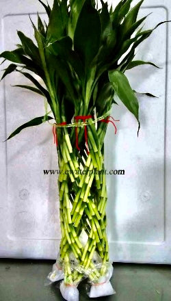 Braided bamboo (3–4feet) pot not included