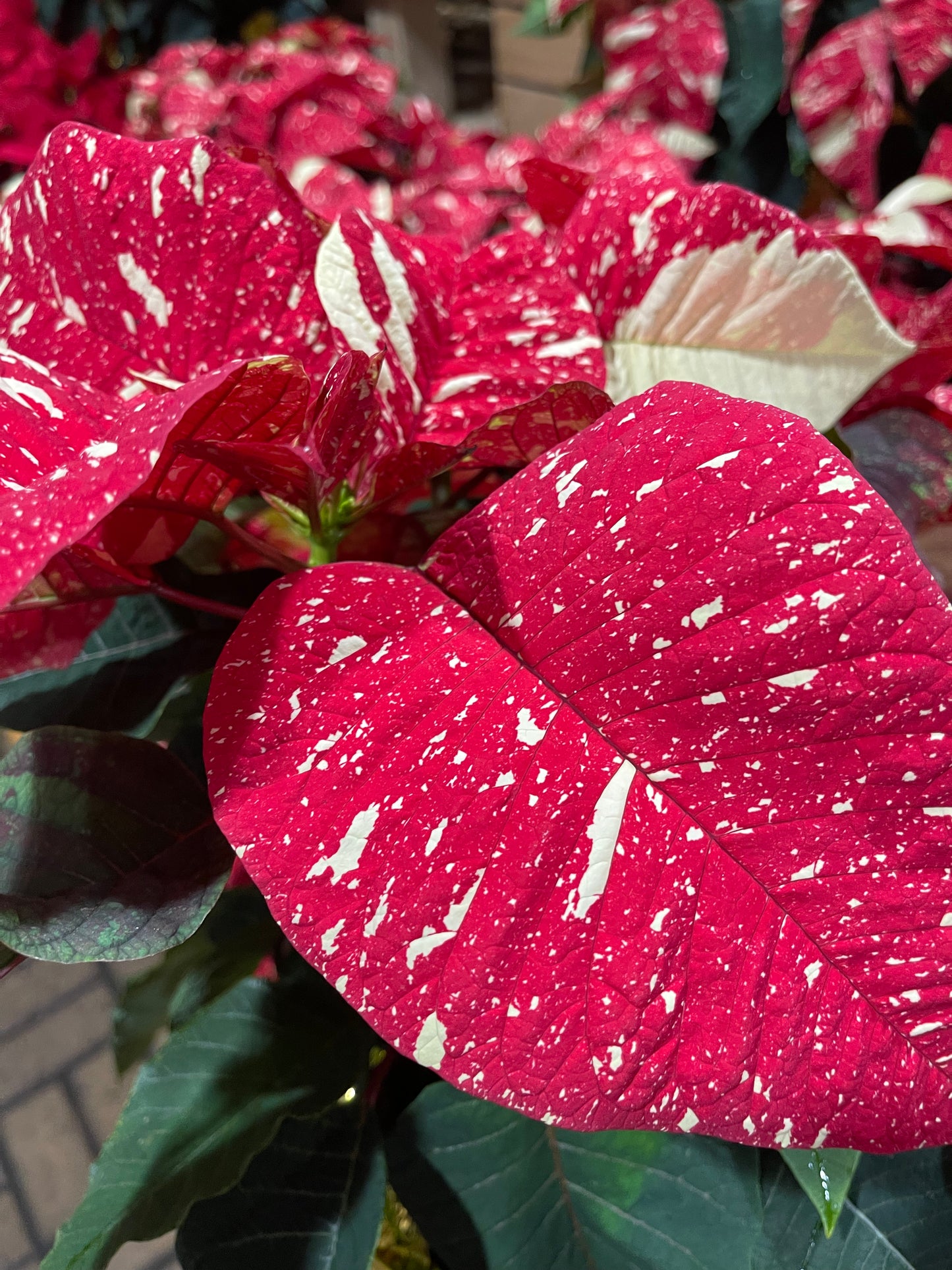 Poinsettia 6”(assorted color)