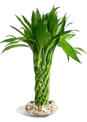 Braided bamboo (3–4feet) pot not included