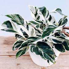 Calathea white fusion 6” pot
