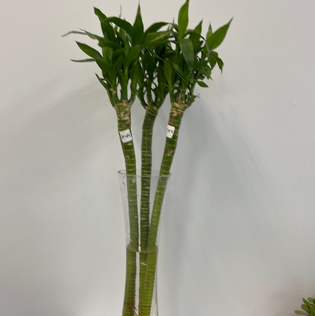 Lotus lucky bamboo (bundle of three)