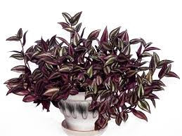 Tradescantia
