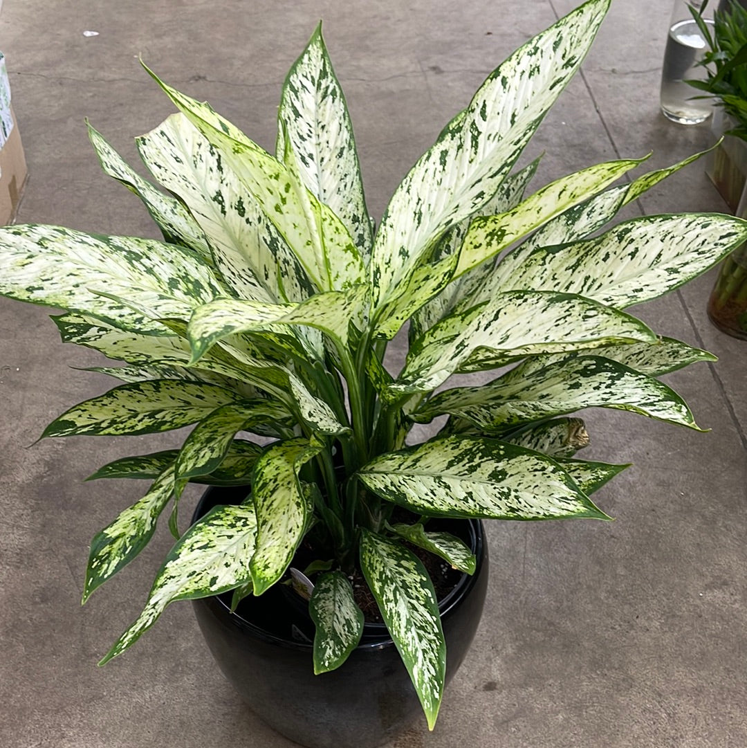 dieffenbachia sparkles Dieffenbachia10” Dark green sparkle (growing pot – Plant Club