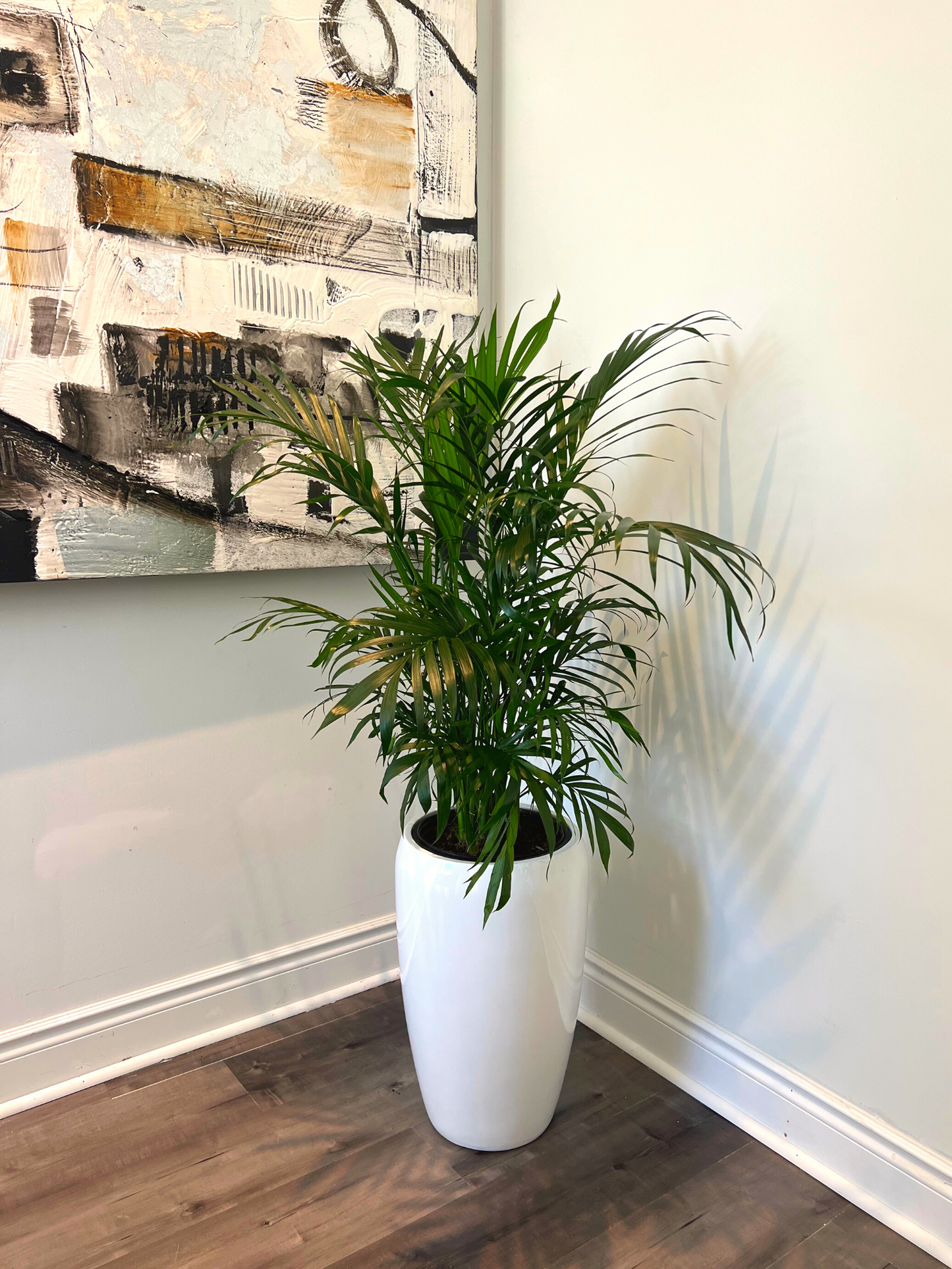 Assorted Palm Family | Palm Parlour (in growing pot)