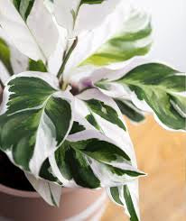 Calathea white fusion 6” pot