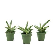 Starfish sensevaria 4”