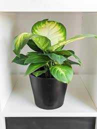 dieffenbachia (growing pot