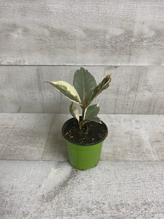 4" Ficus Rubber Plant Variegated (Grower Pot) - Plant Club | Geoponics