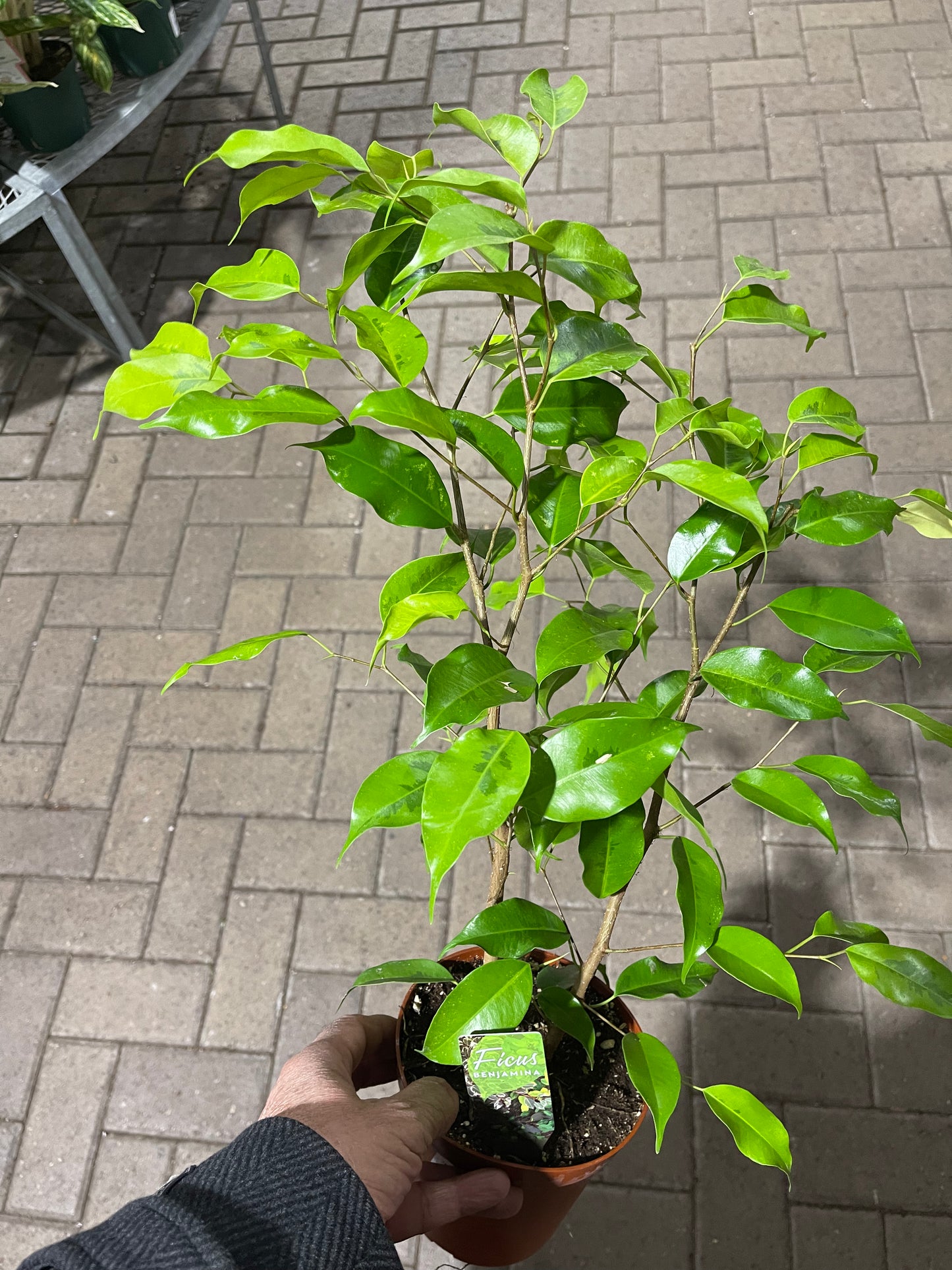 Ficus Benjamina 6 “ growing pot (assorted color green/light green/white and green