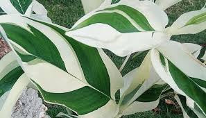 Calathea white fusion 6” pot