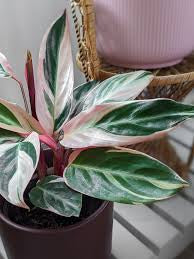 Stromanthe Triostar (pot not included) ceramic pot $9—$50 extra (optional) white/black/grey