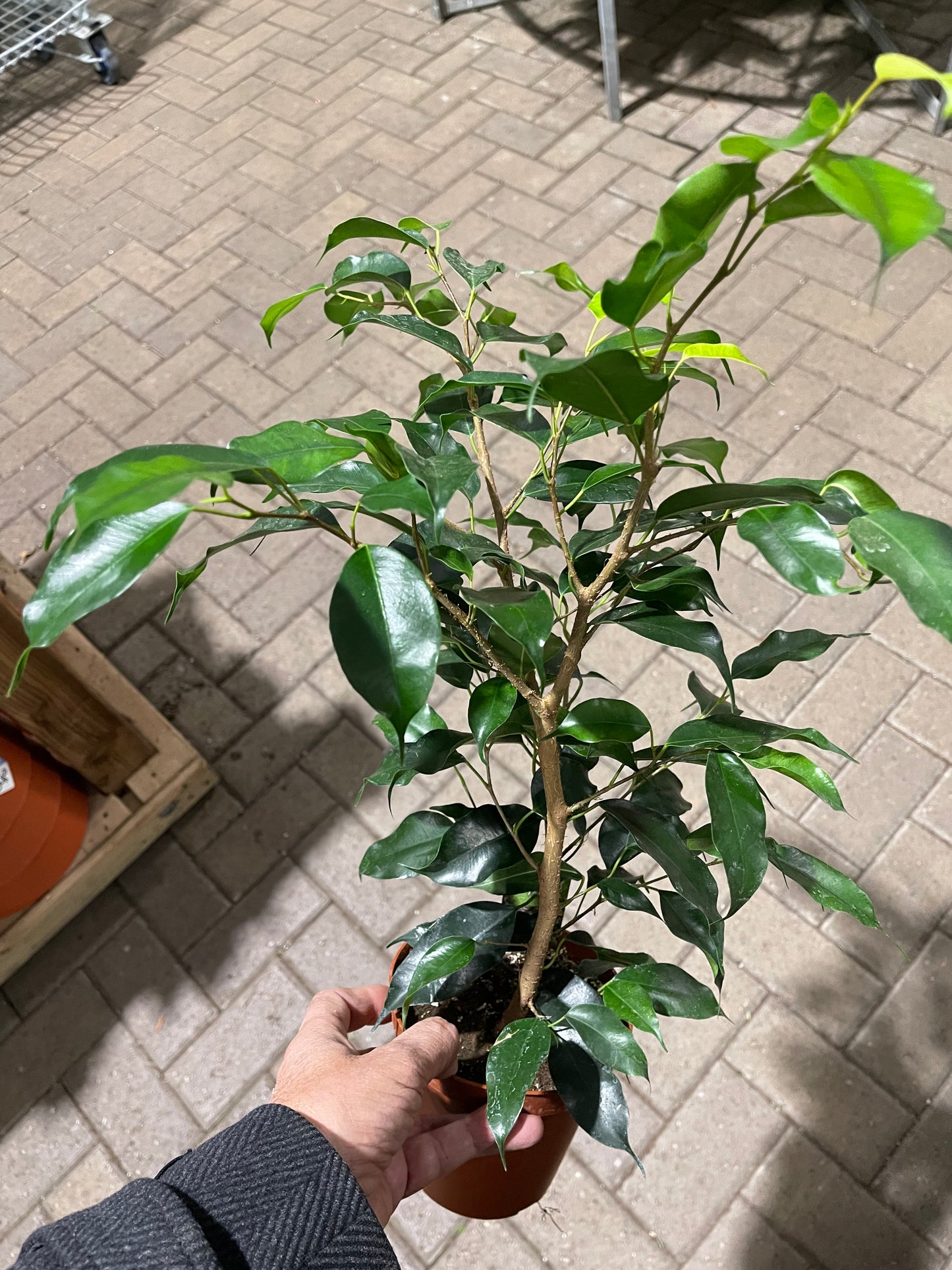 Ficus Benjamina 6 “ growing pot (assorted color green/light green/white and green