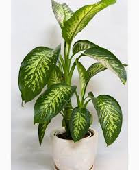 dieffenbachia (growing pot