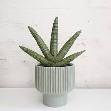 Starfish sensevaria 4”