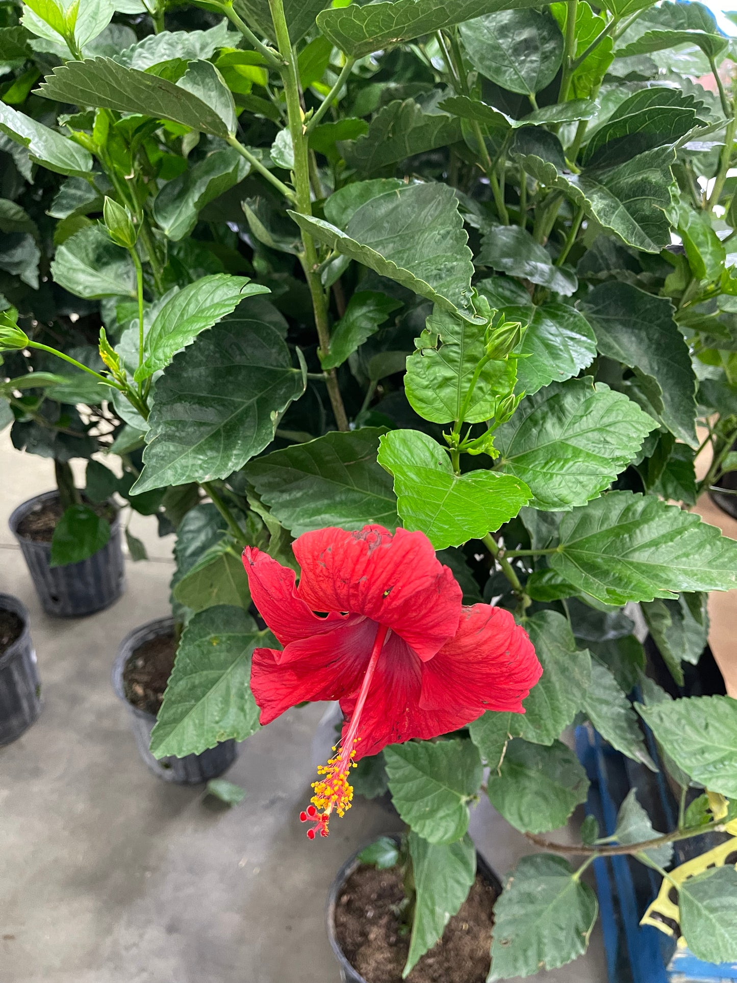 Hibiscus 10”assorted color