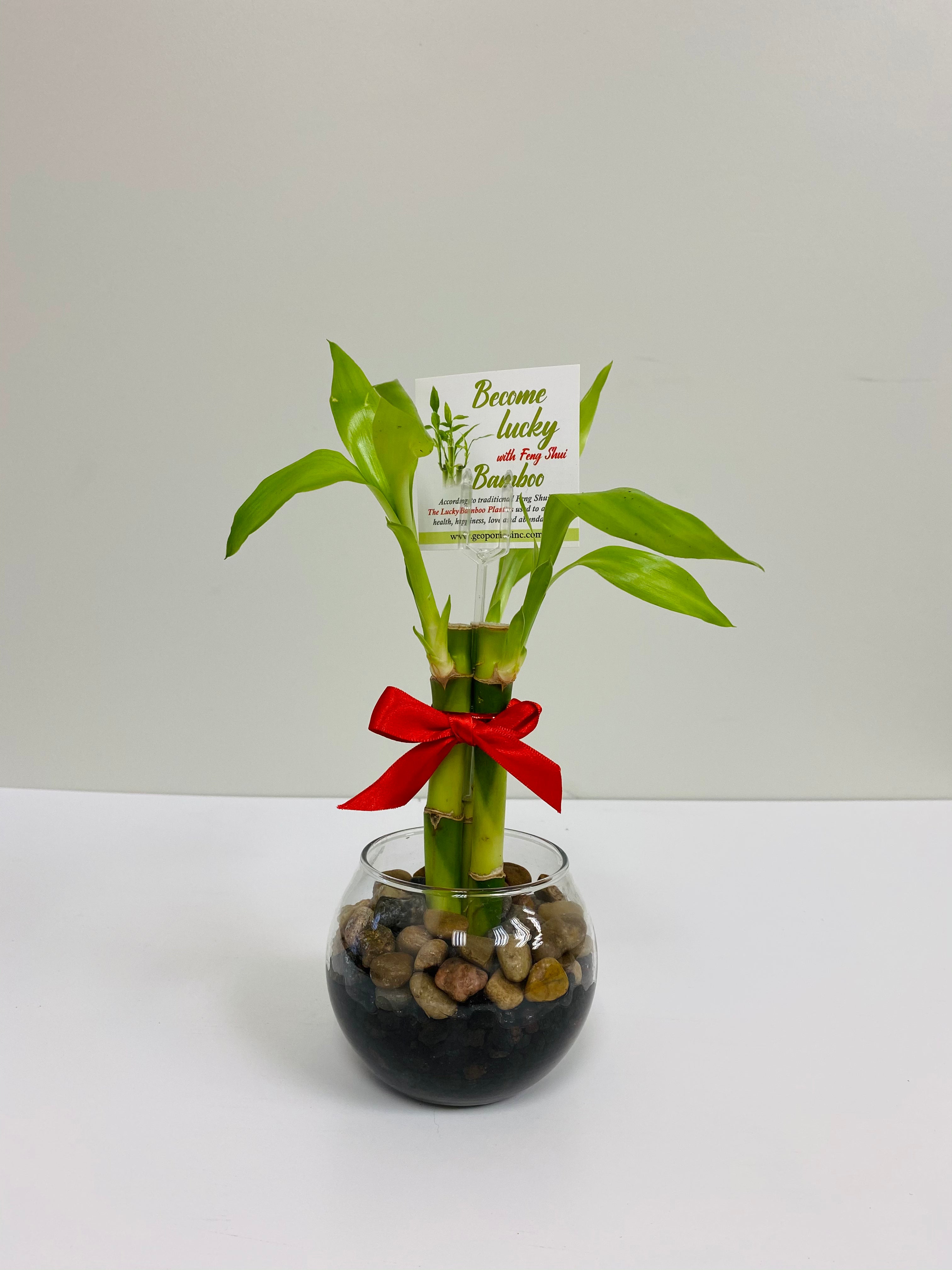 lucky bamboo meaning feng shui Feng Shui Lucky Bamboo (3 Stalks) – Plant Club