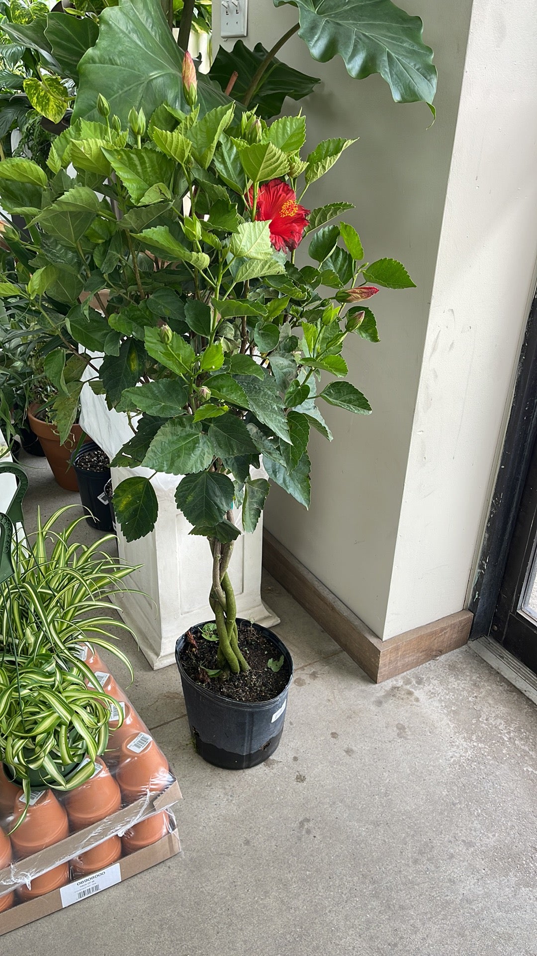 Hibiscus 10”assorted color