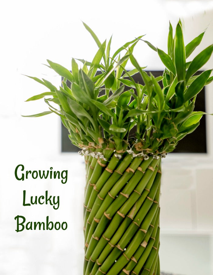 Twisted lucky bamboo 6” growing pot