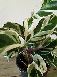 Calathea white fusion 6” pot