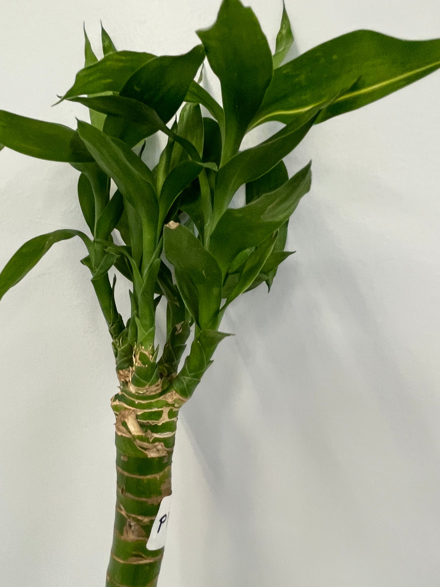 Lotus lucky bamboo (bundle of three)