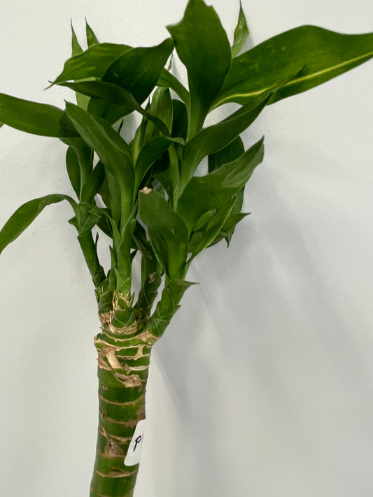 Lotus lucky bamboo (bundle of three)