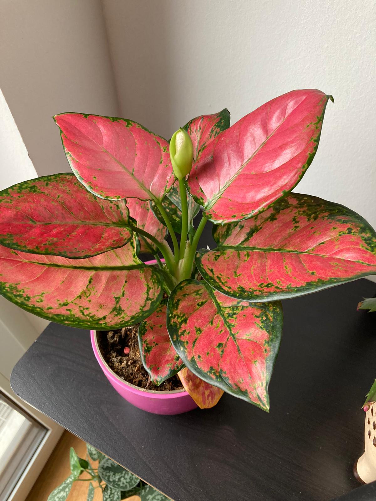 Algaonema  pink (planter not included)