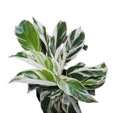 Calathea white fusion 6” pot