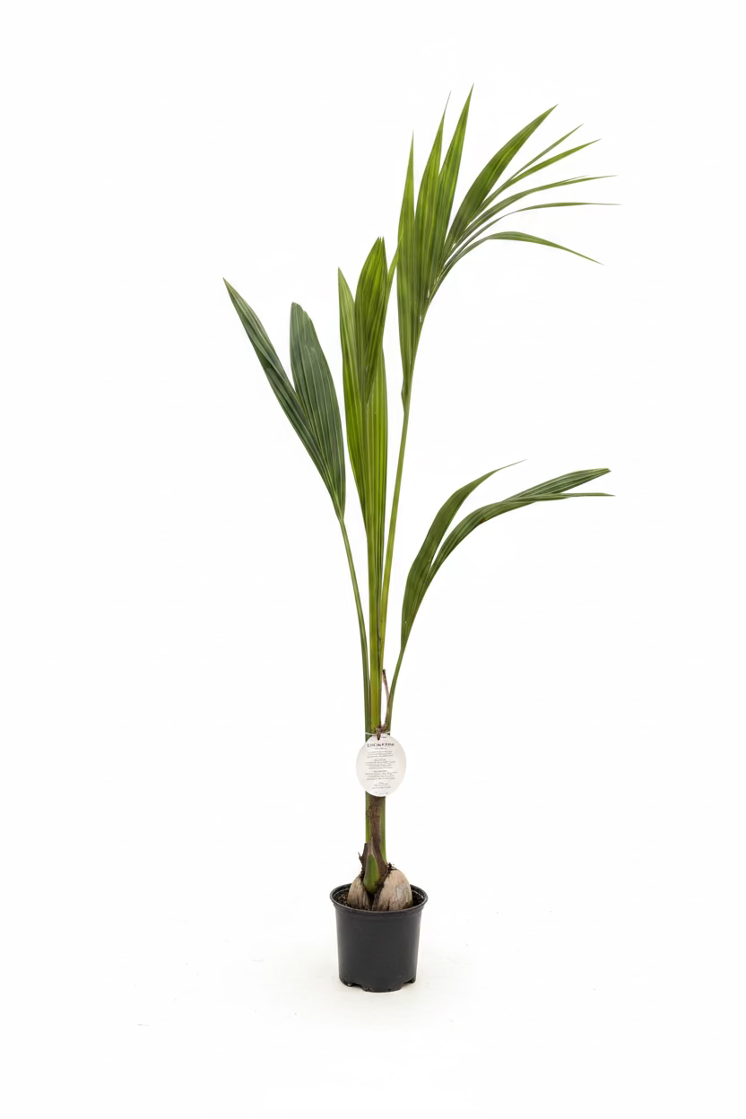 coconut palm potted Coconut Plant (Cocos nucifera) 10" Grower Container – Plant Club