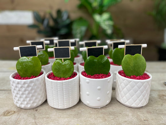 Sweetheart Valentine Hoya-Valentine Edition